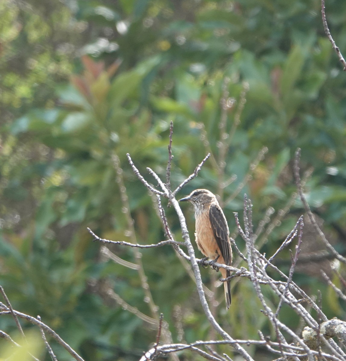 Streak-throated Bush-Tyrant - ML624533279