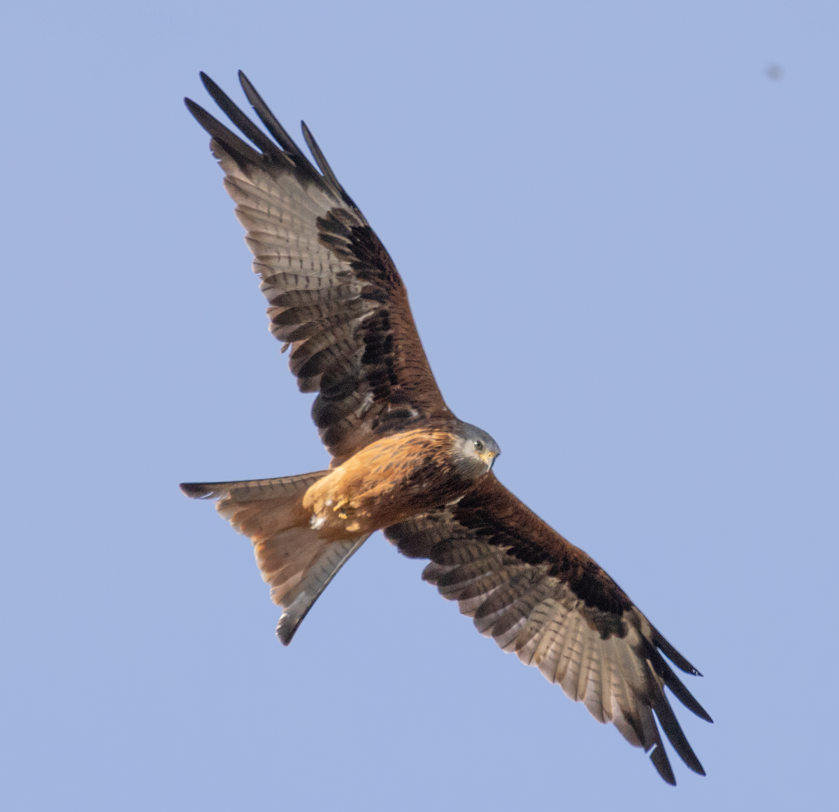 Red Kite - ML624533280