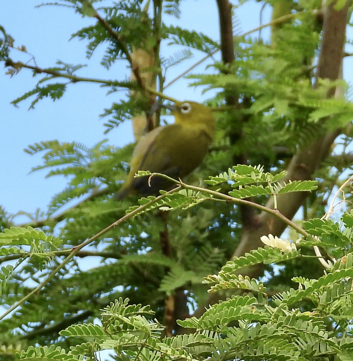 Warbling White-eye - ML624533282