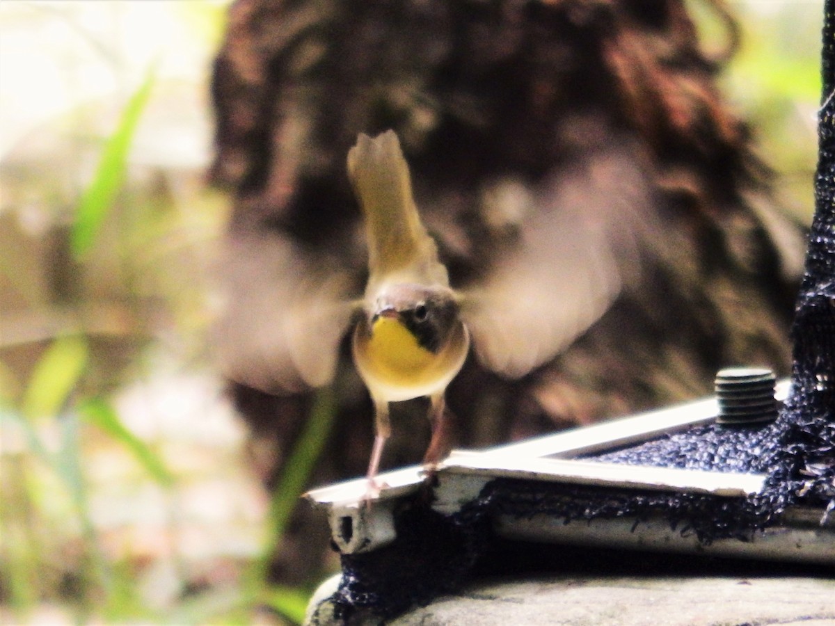 Common Yellowthroat - Ramón Hondal