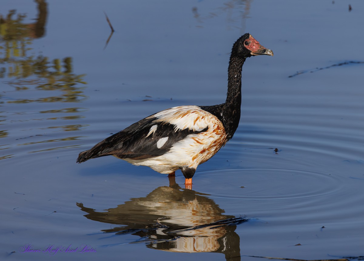 Magpie Goose - ML624533284