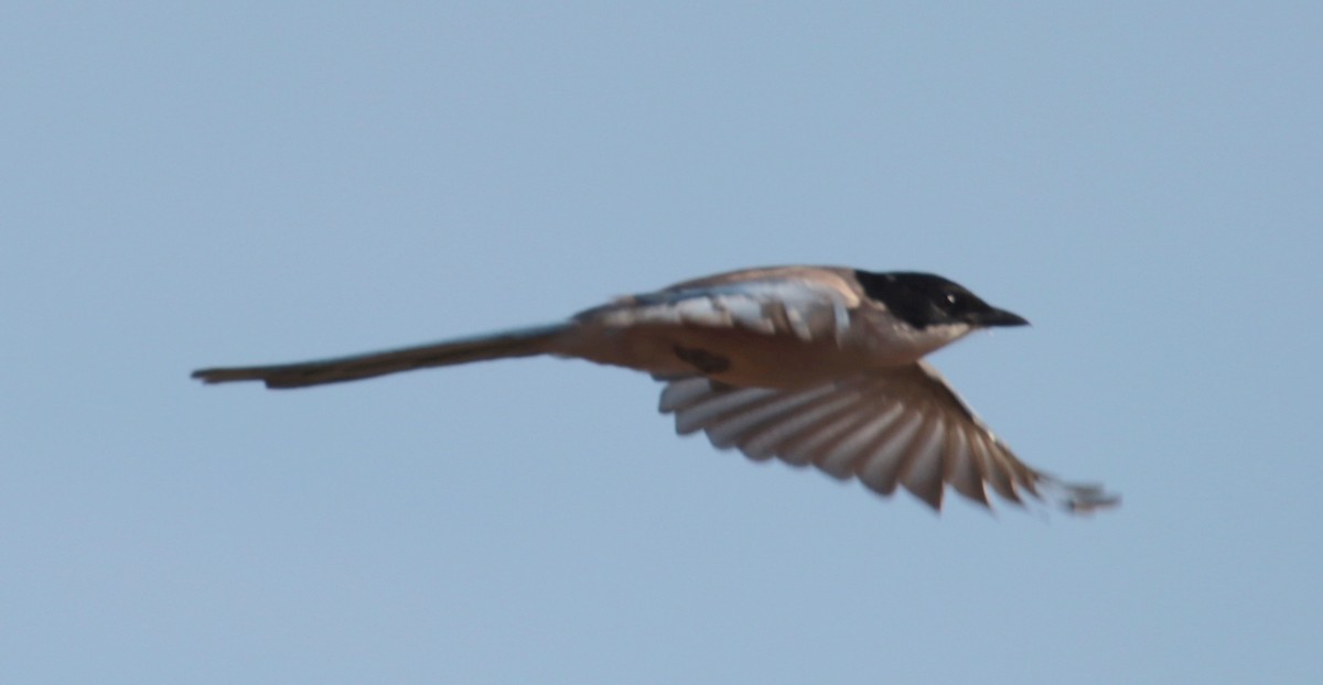 Iberian Magpie - ML624533285