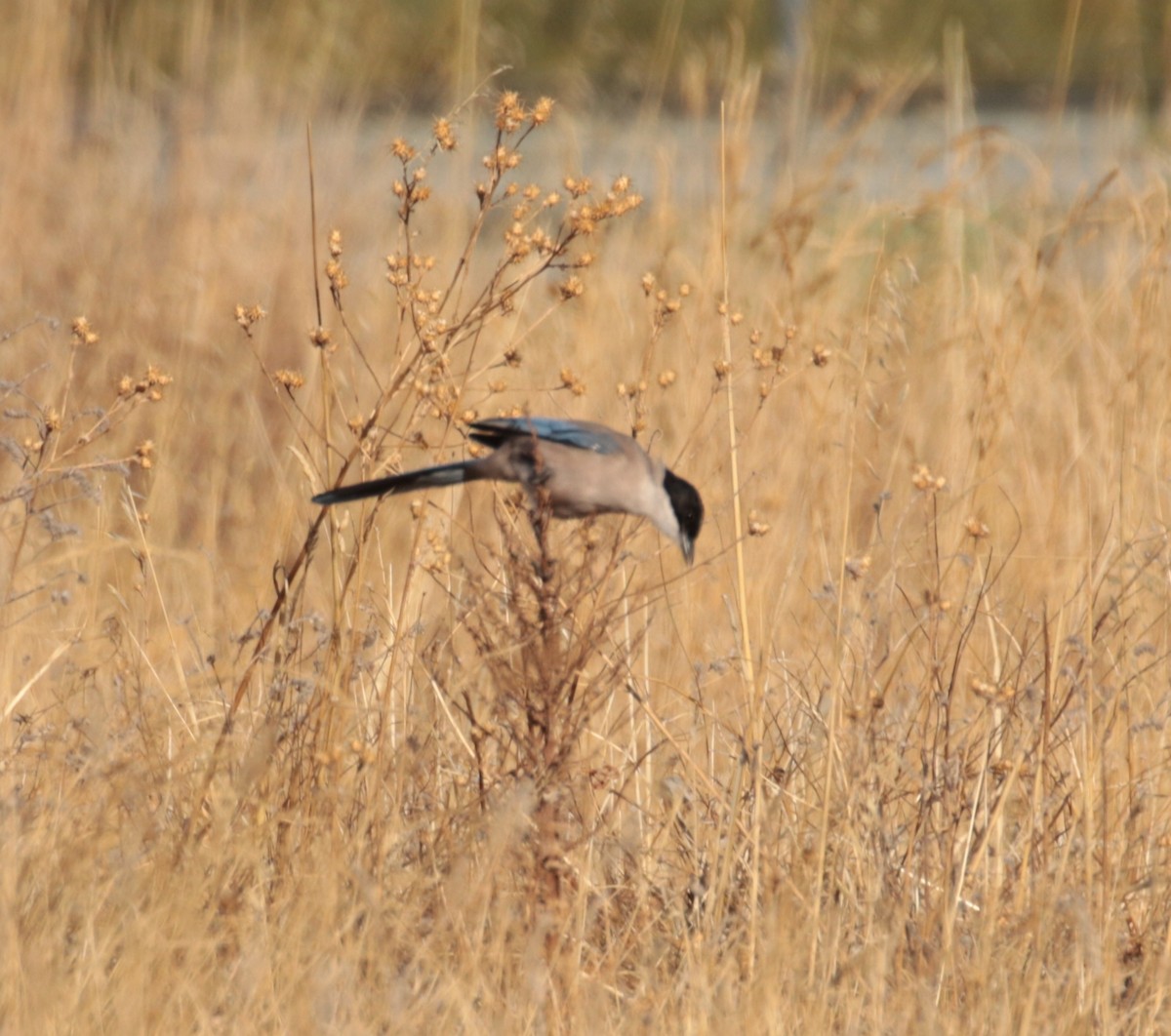 Iberian Magpie - ML624533287