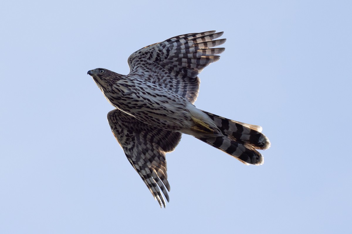 Cooper's Hawk - ML624533289