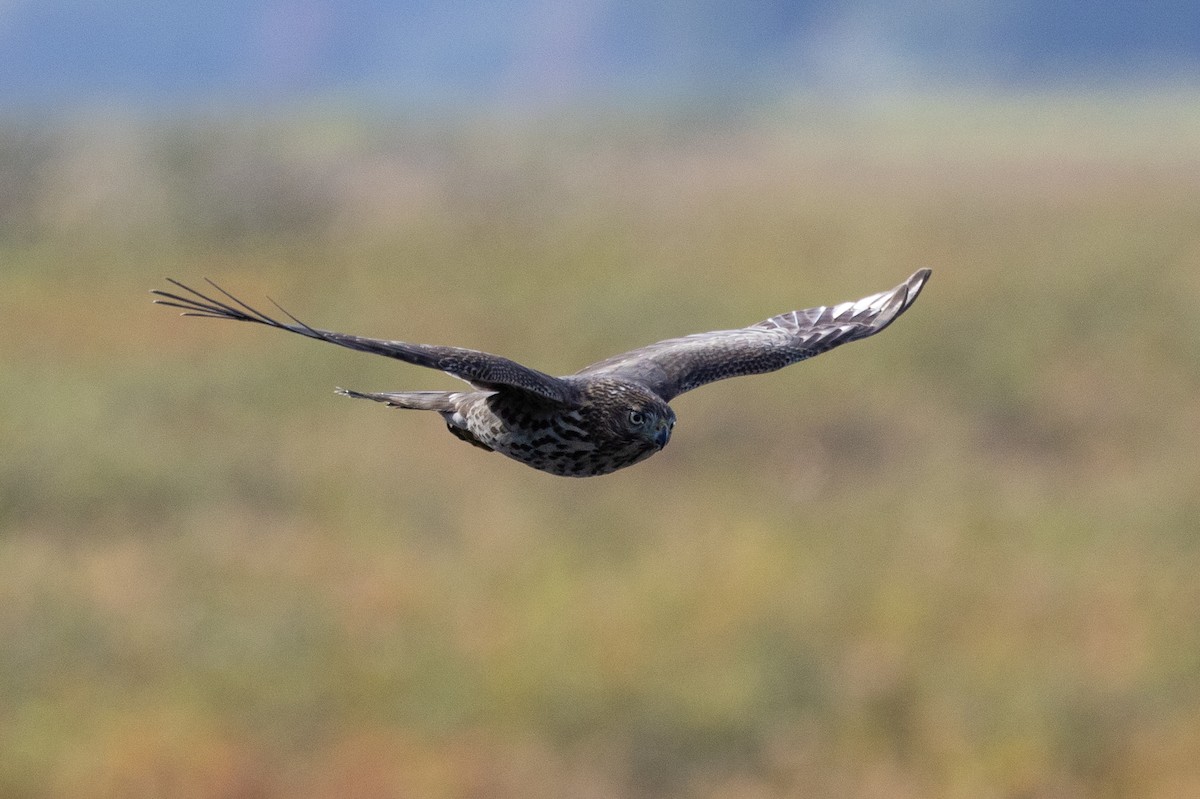 Cooper's Hawk - ML624533290