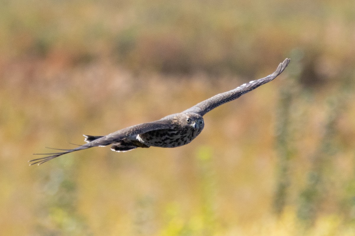 Cooper's Hawk - ML624533291