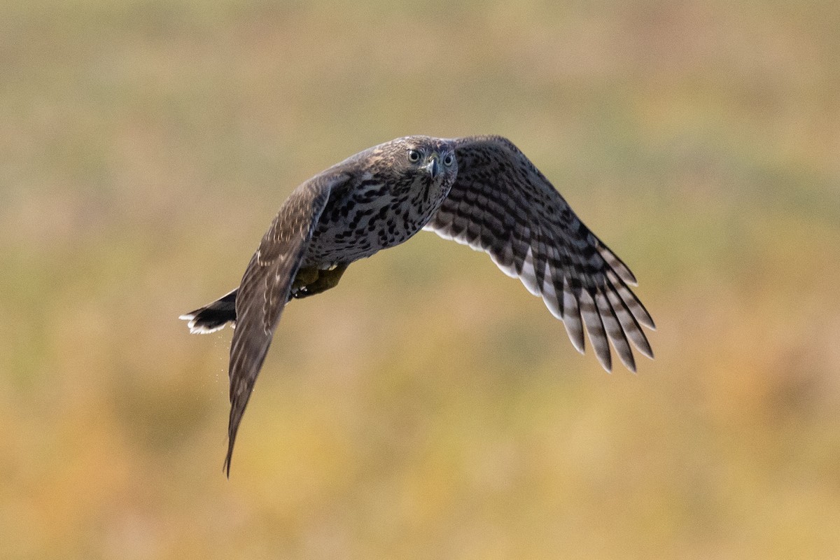 Cooper's Hawk - ML624533292