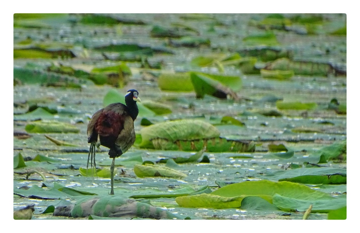 Bronze-winged Jacana - ML624533293