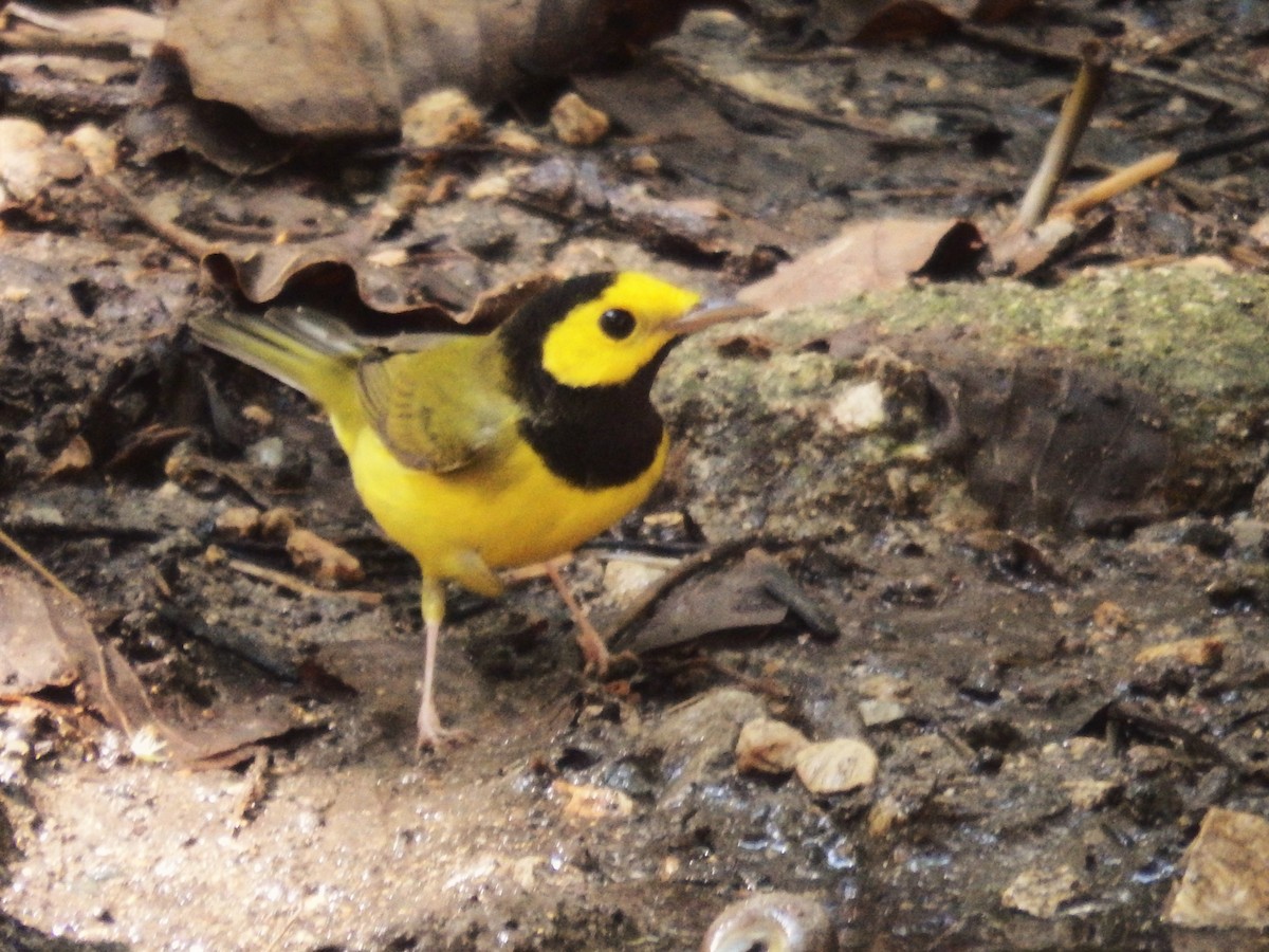 Hooded Warbler - ML624533294