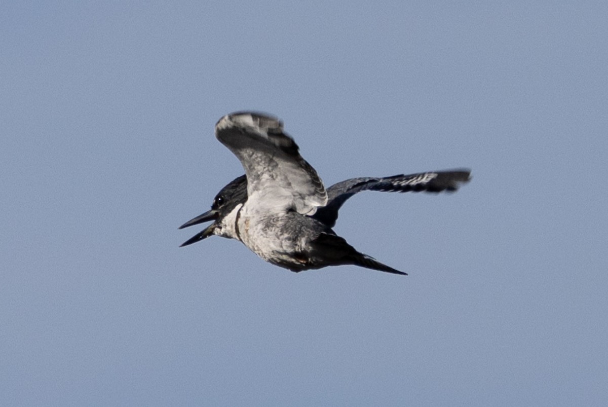 Belted Kingfisher - ML624533295