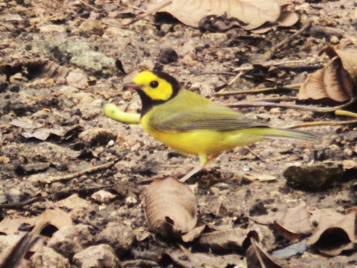 Hooded Warbler - ML624533296