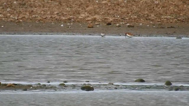 Broad-billed Sandpiper - ML624533297