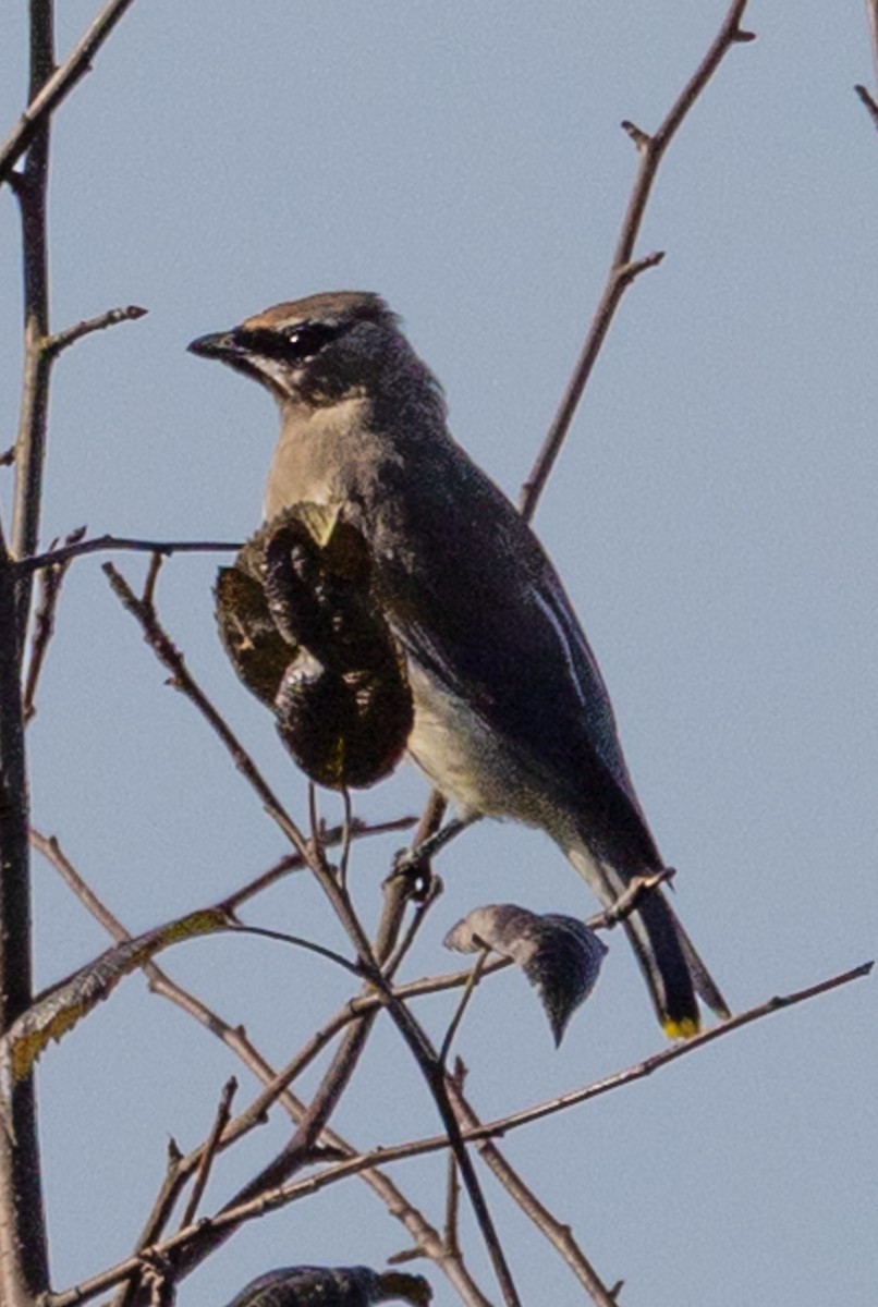 Cedar Waxwing - ML624533298