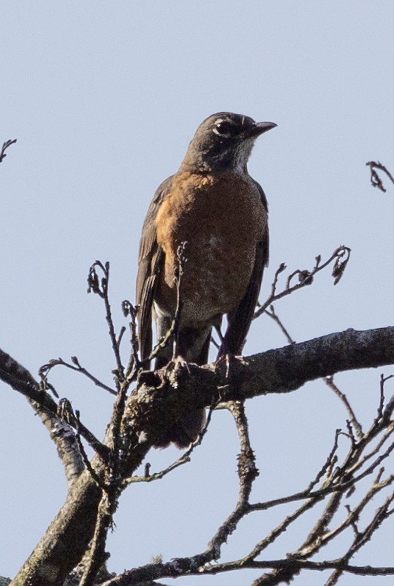 American Robin - ML624533299