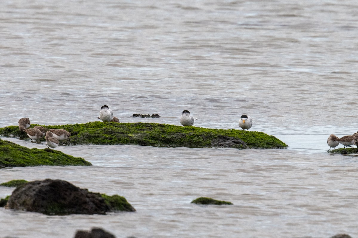 Australian Fairy Tern - ML624533302