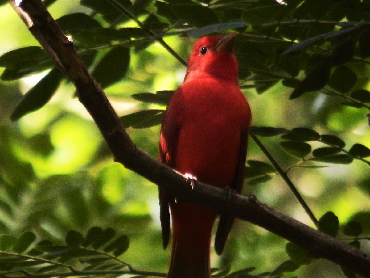 Summer Tanager - Ramón Hondal