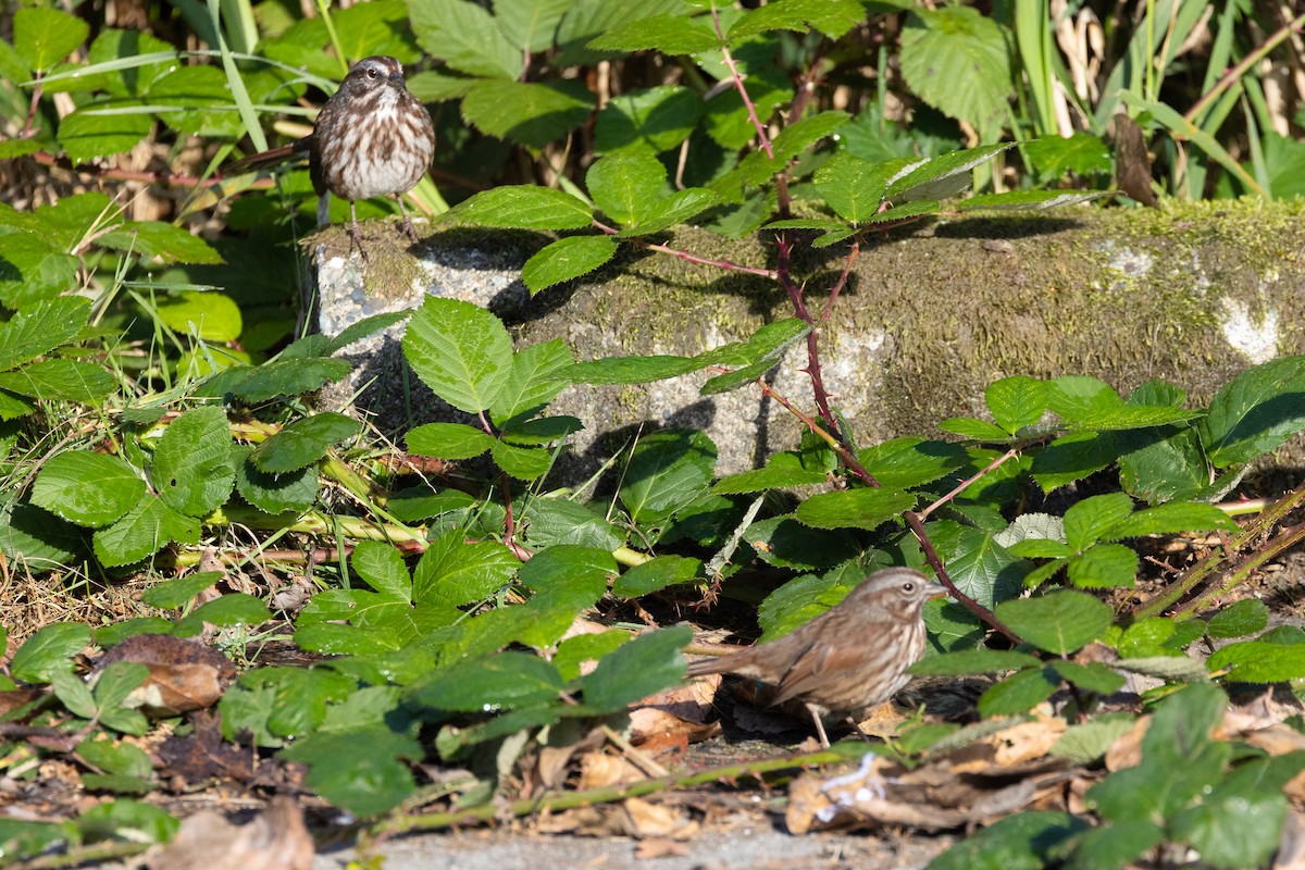 Song Sparrow - ML624533307