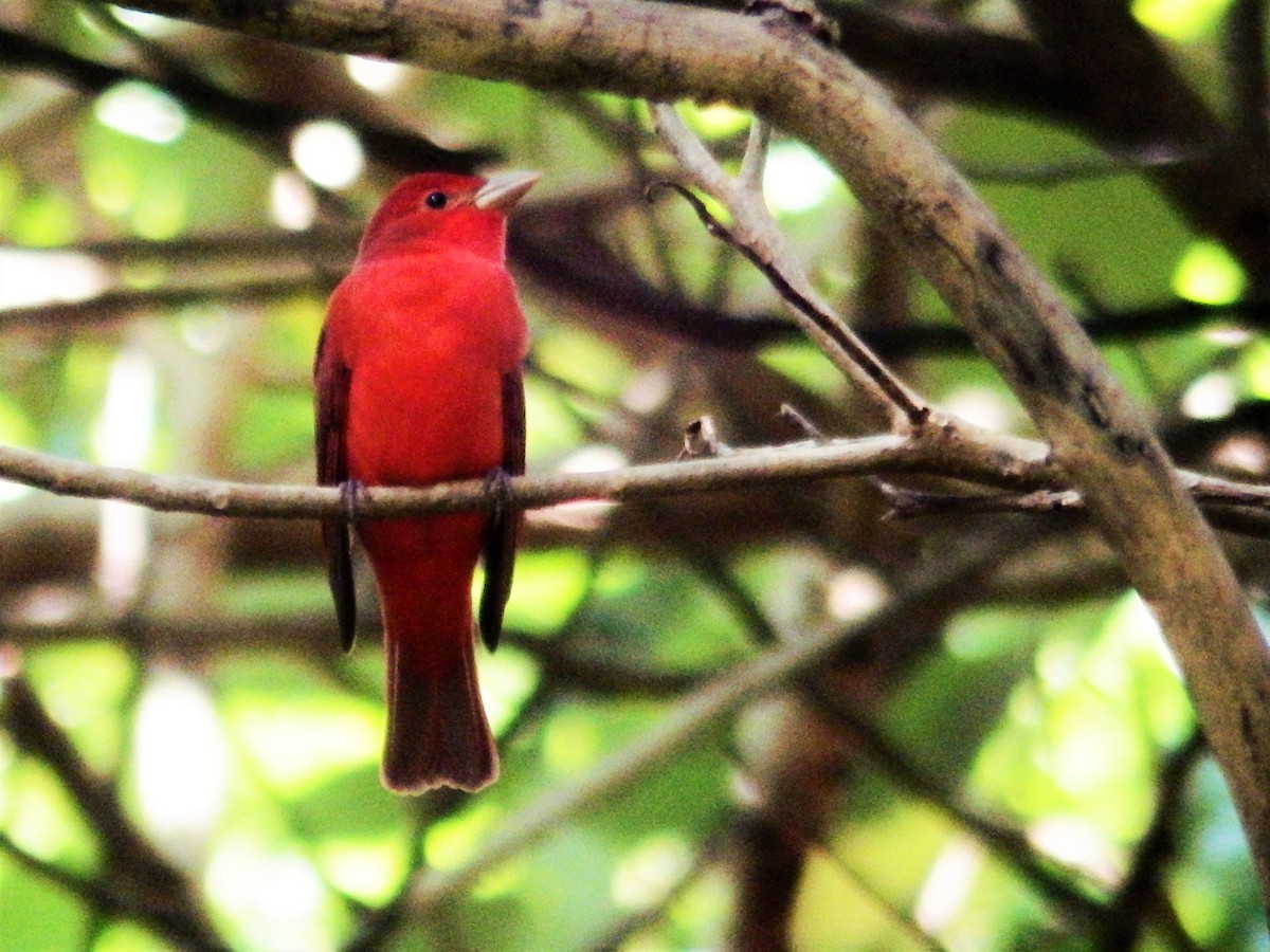 Summer Tanager - ML624533308