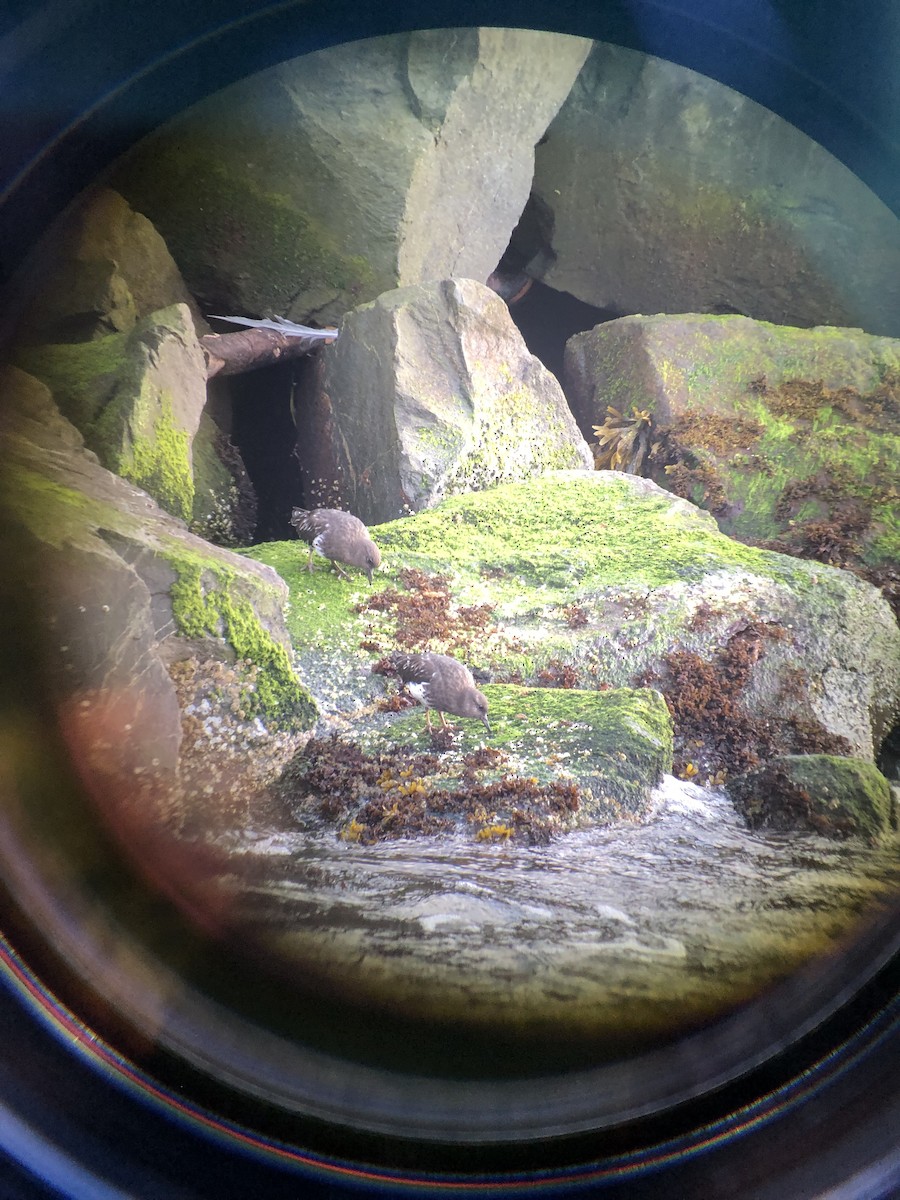 Black Turnstone - ML624533309