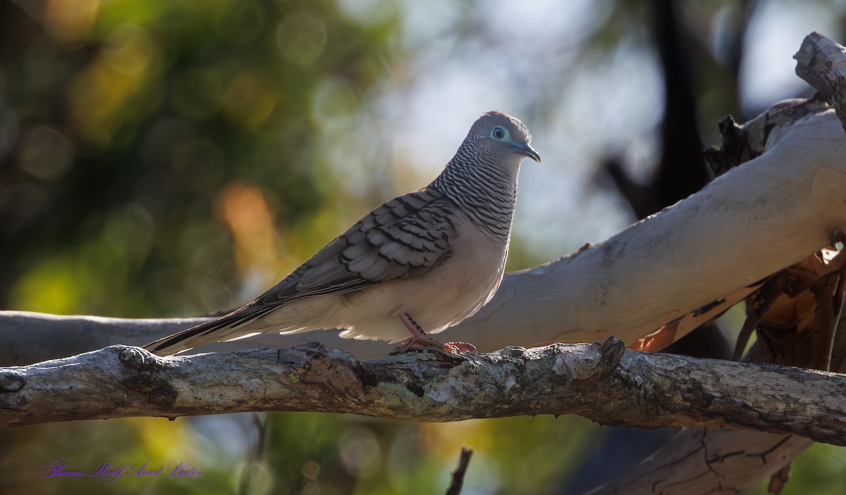 Peaceful Dove - ML624533310