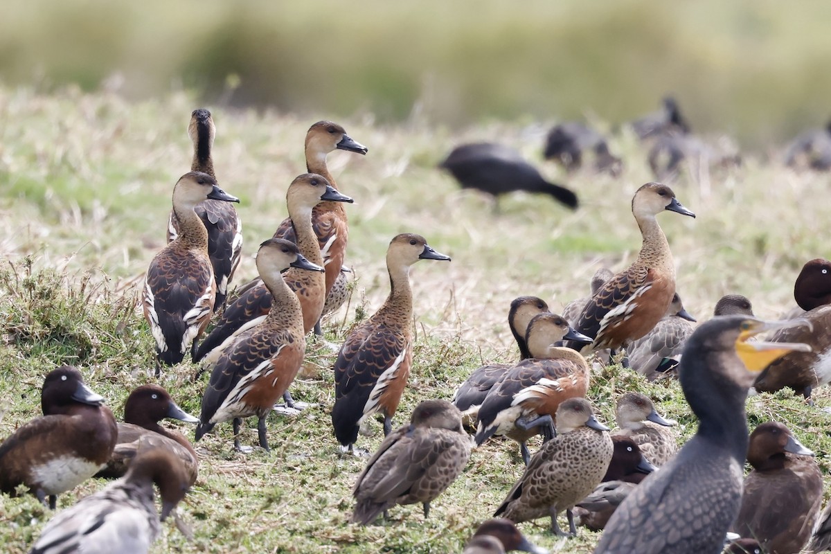 Wandering Whistling-Duck - ML624533314