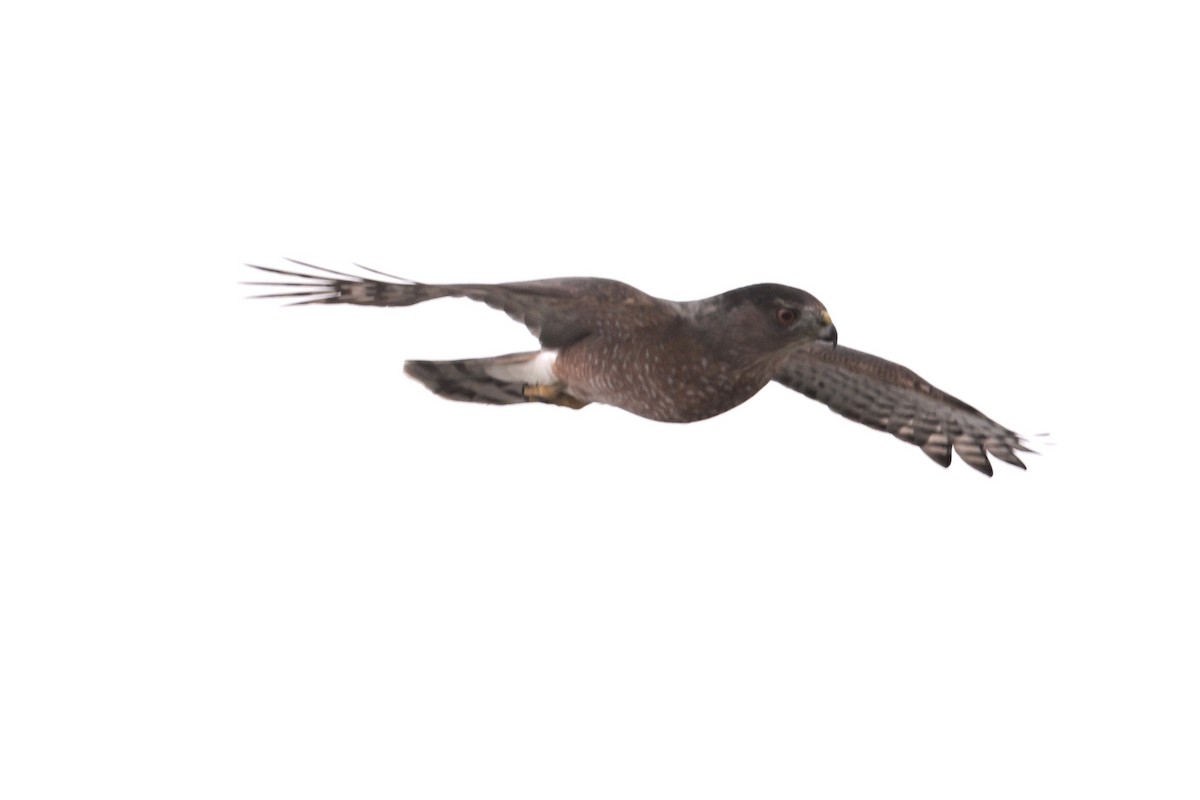 Sharp-shinned Hawk - ML624533321