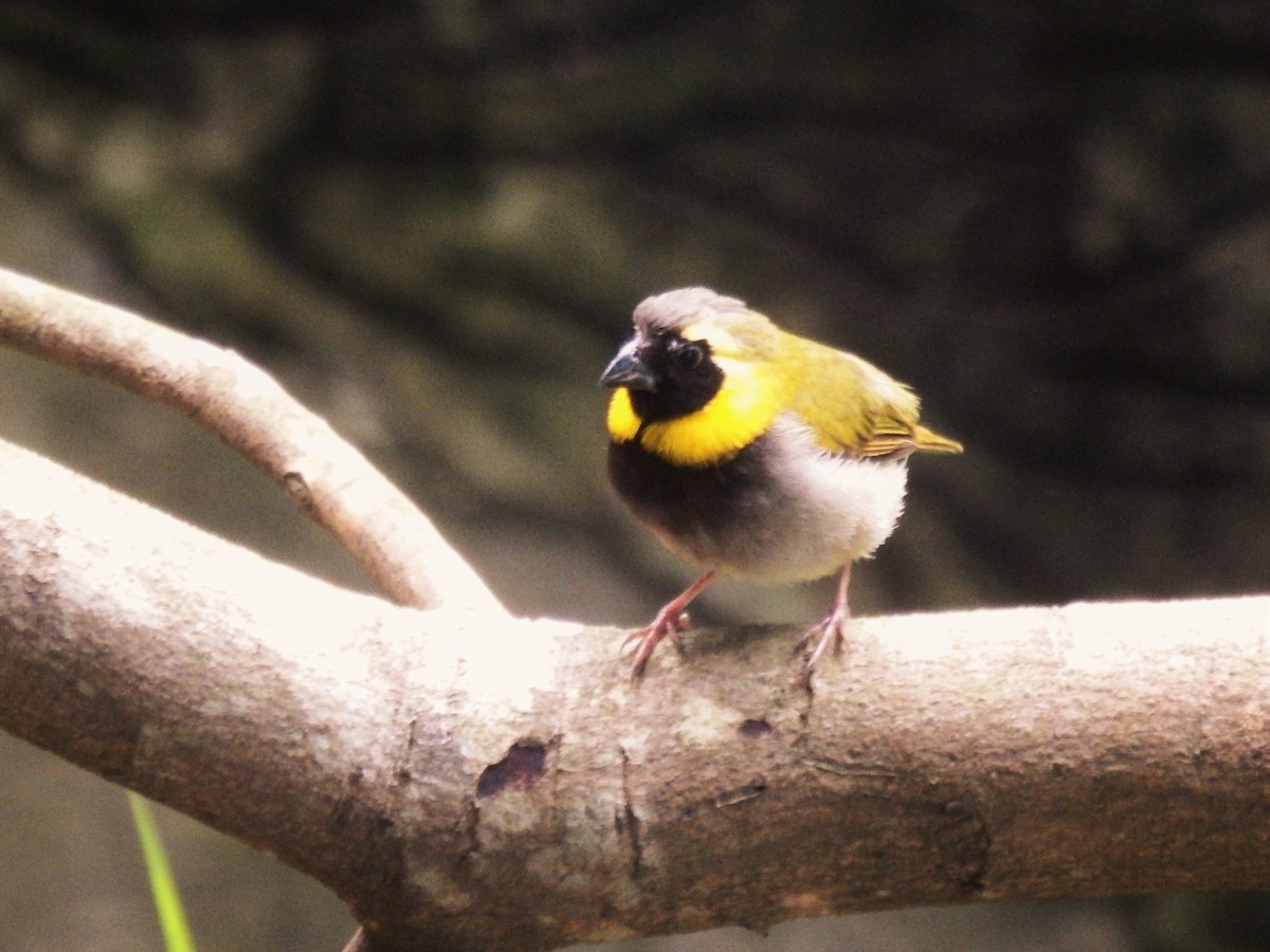 Cuban Grassquit - ML624533323