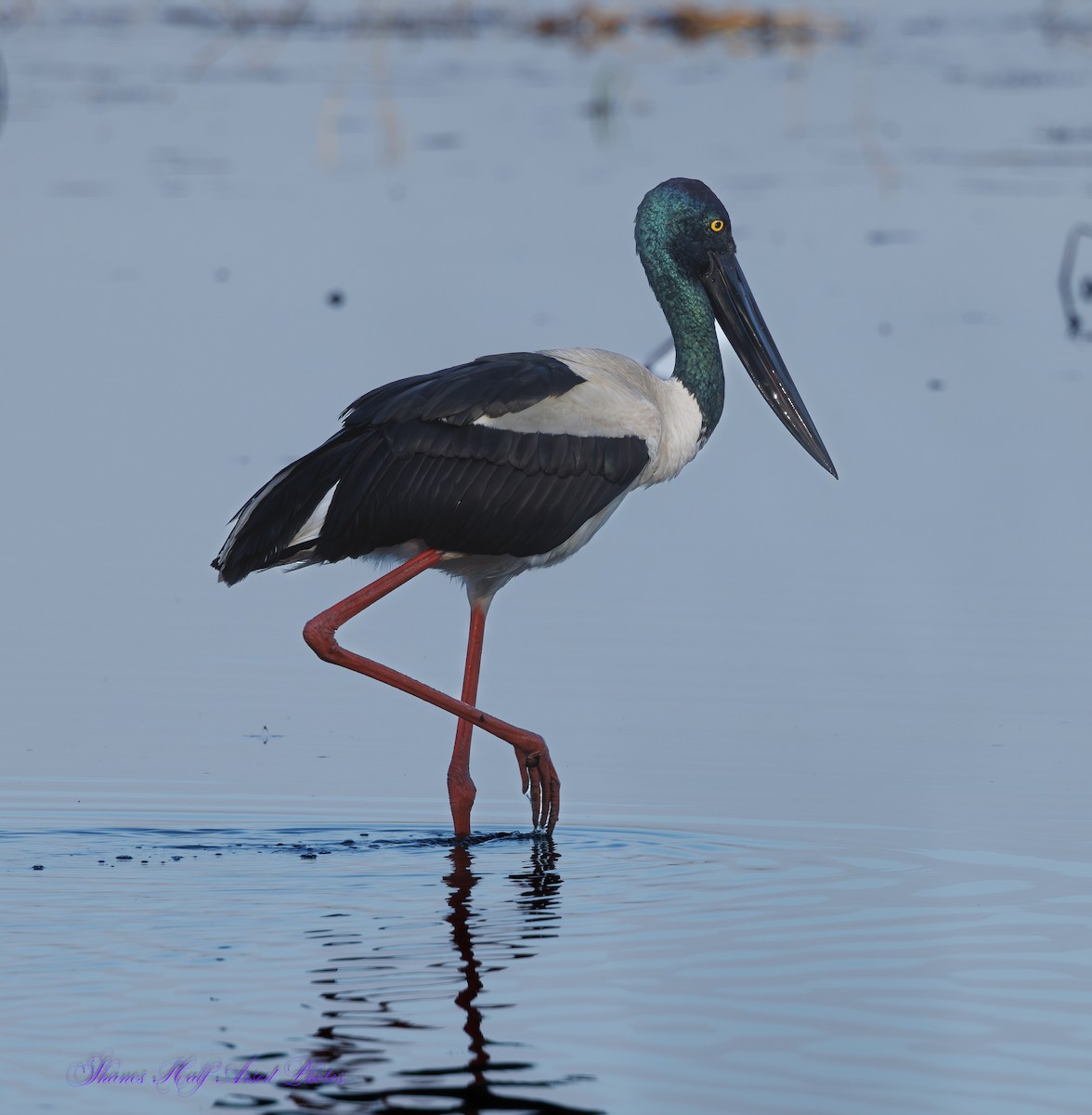 Black-necked Stork - ML624533325