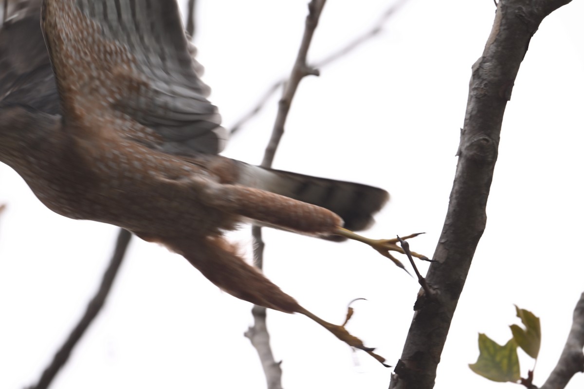 Sharp-shinned Hawk - ML624533328