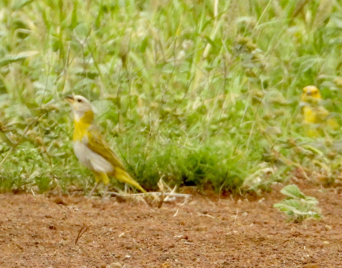 Saffron Finch - ML624533330