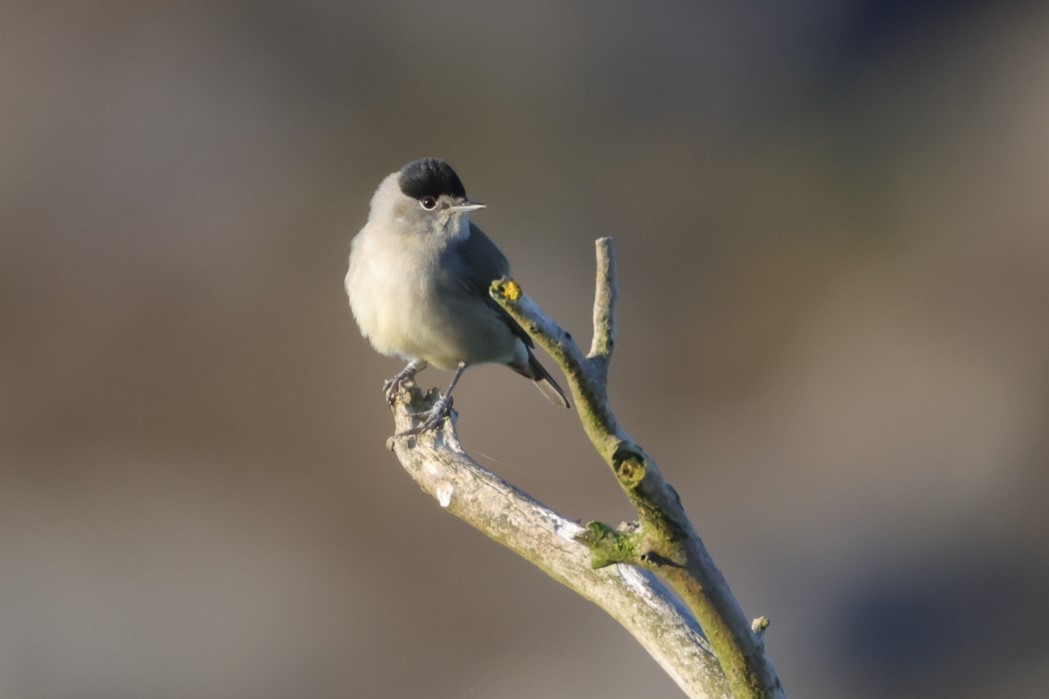 Eurasian Blackcap - ML624533331