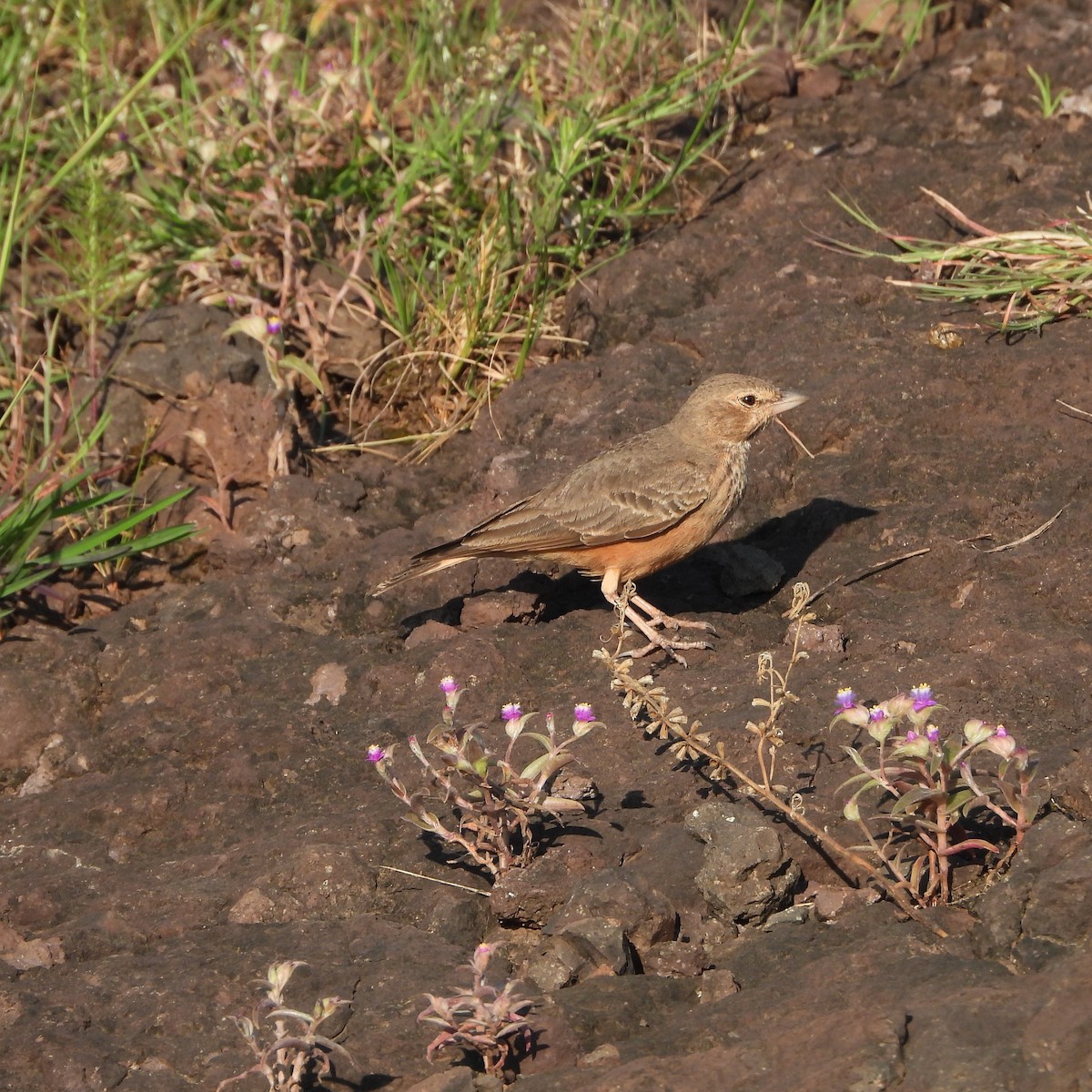 Rufous-tailed Lark - ML624533333