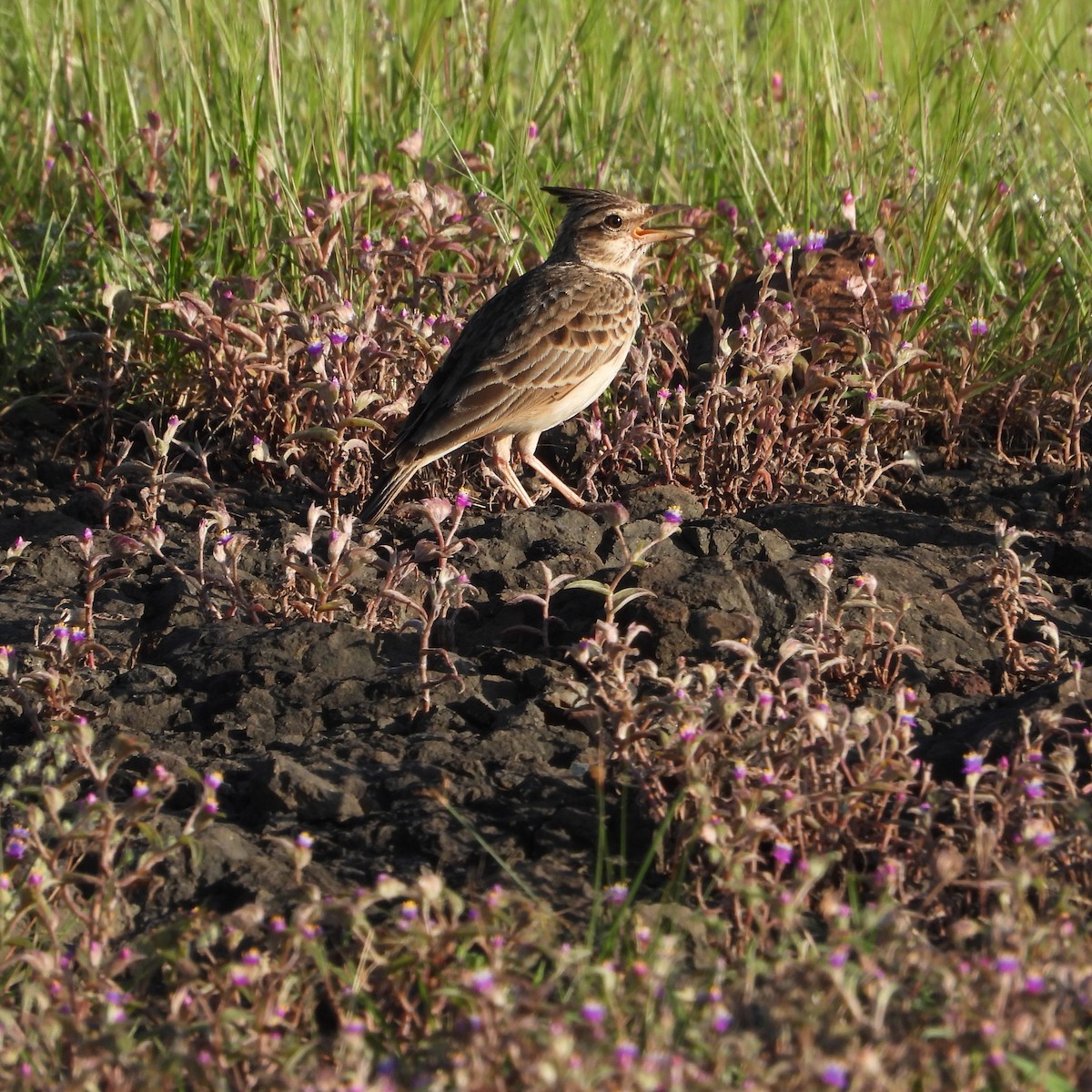 Malabar Lark - Ranjeet Rane