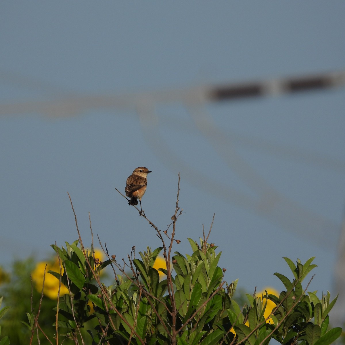 Siberian Stonechat - ML624533337