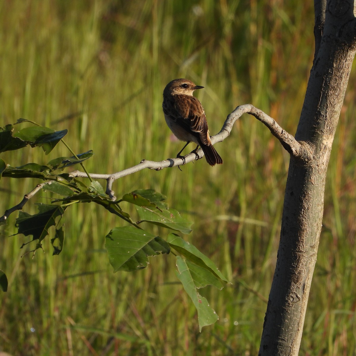 Siberian Stonechat - ML624533338