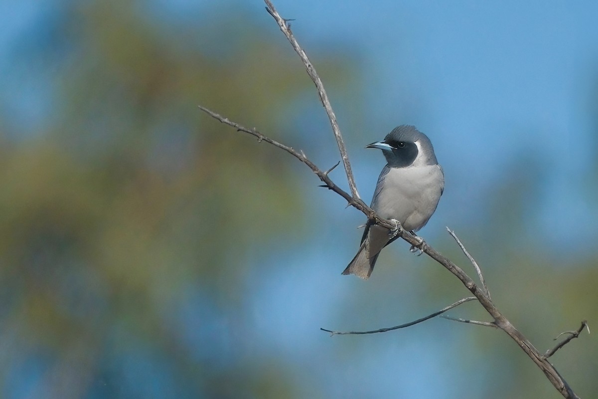 Masked Woodswallow - ML624533339