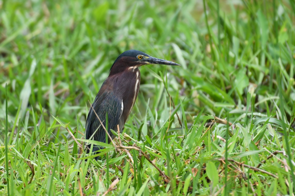 Green Heron - ML624533340