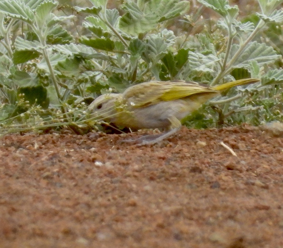 Saffron Finch - ML624533342