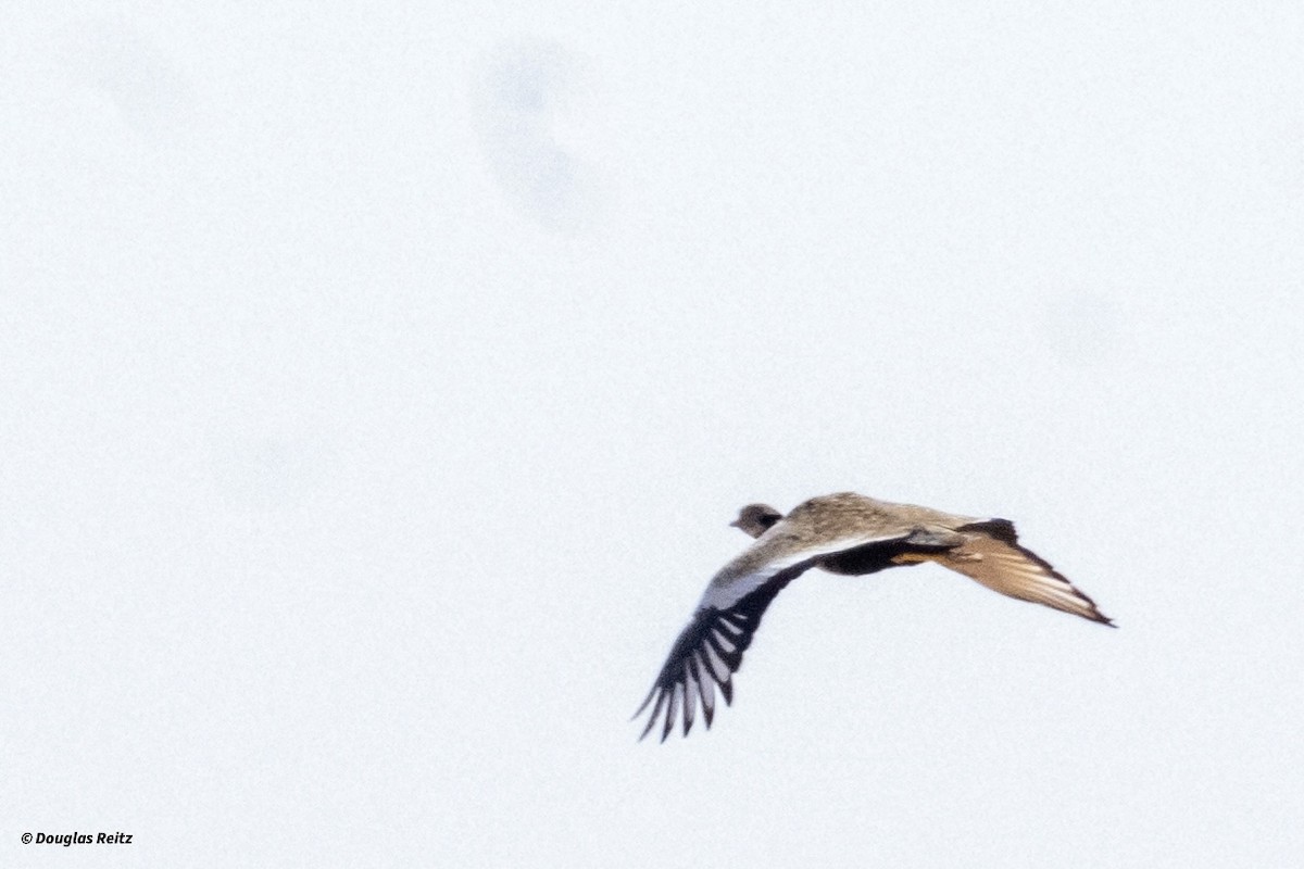 White-quilled Bustard - ML624533347