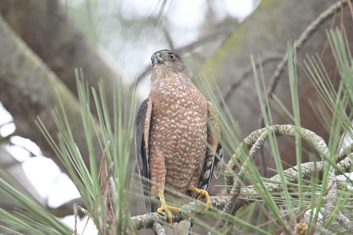 Sharp-shinned Hawk - ML624533348