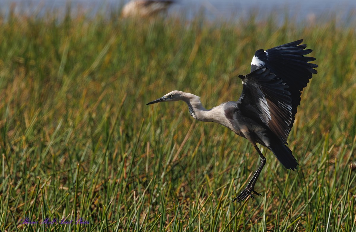 Pacific Heron - ML624533349