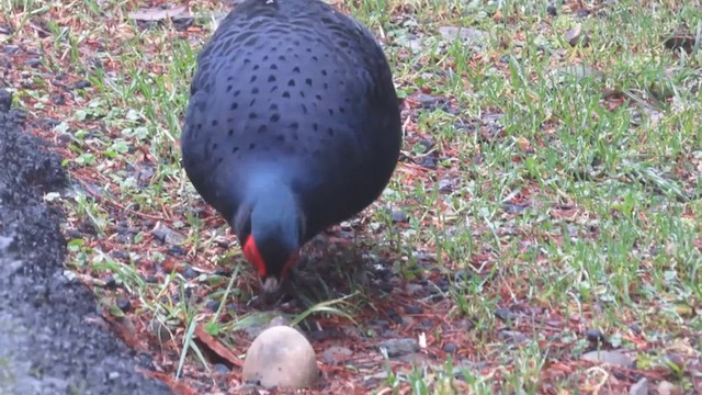 Mikado Pheasant - ML624533356