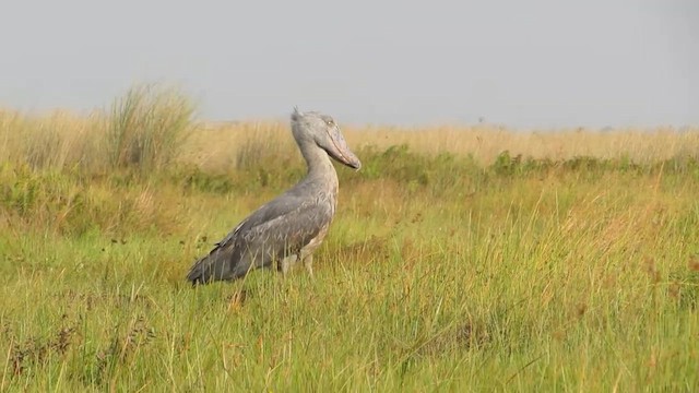 Shoebill - ML624533368