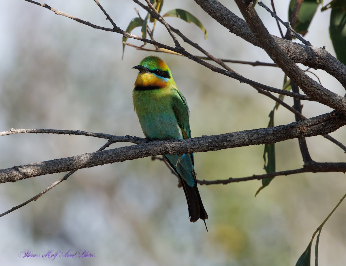 Rainbow Bee-eater - ML624533371