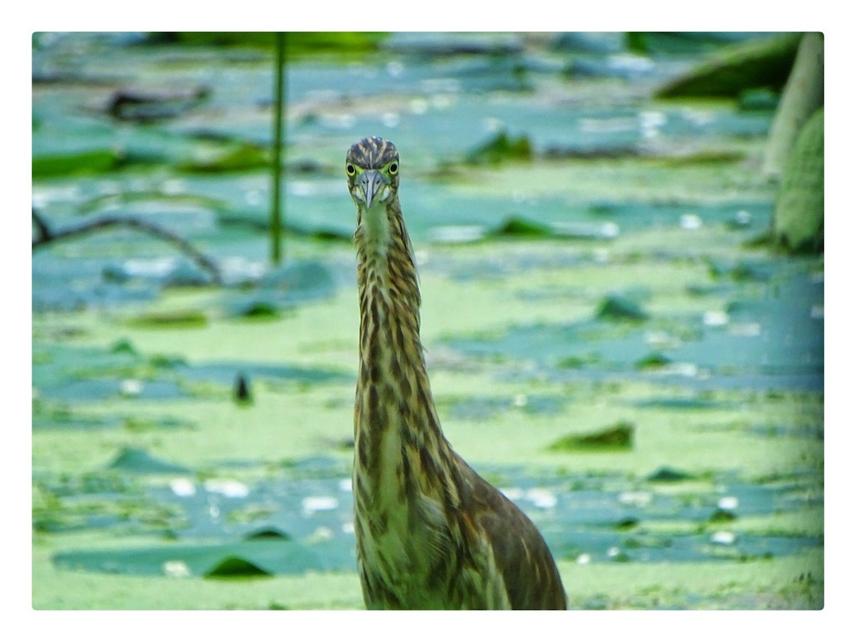 Indian Pond-Heron - Shreyam Kar