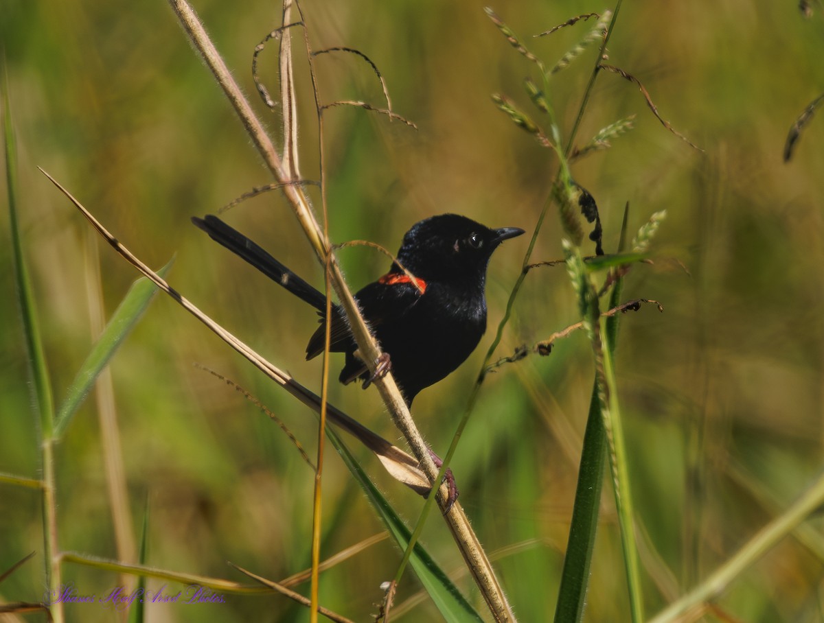 Red-backed Fairywren - ML624533373