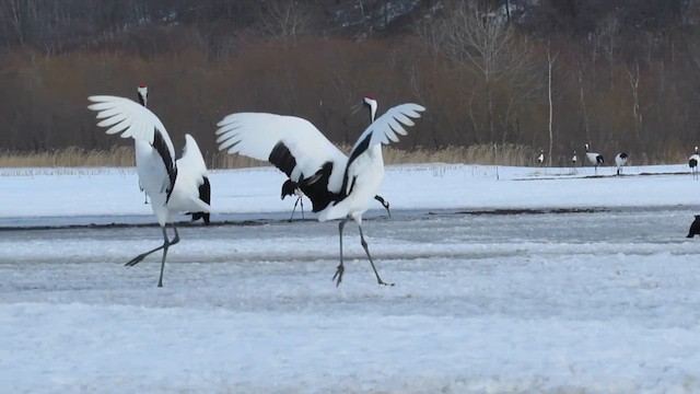 Red-crowned Crane - ML624533378