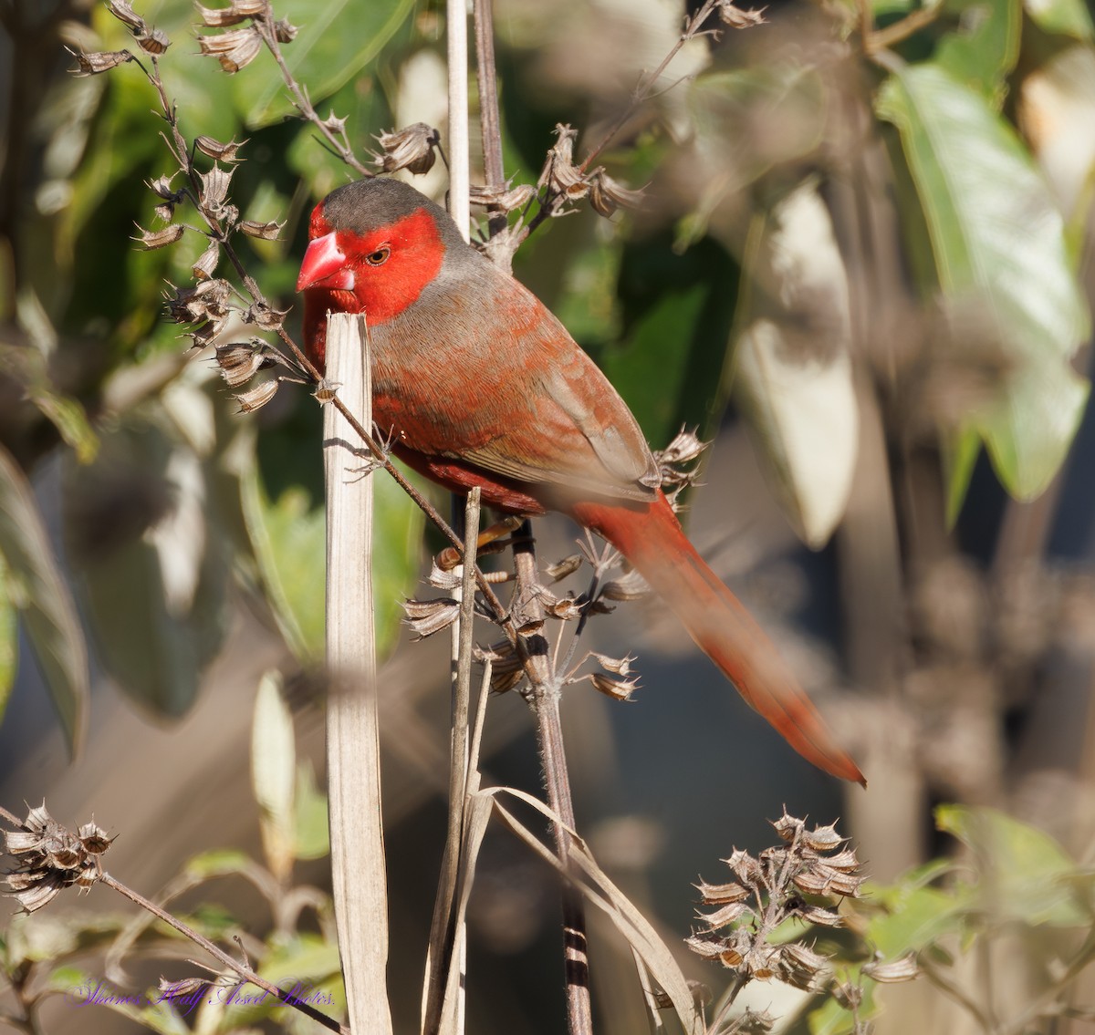 Crimson Finch - ML624533379