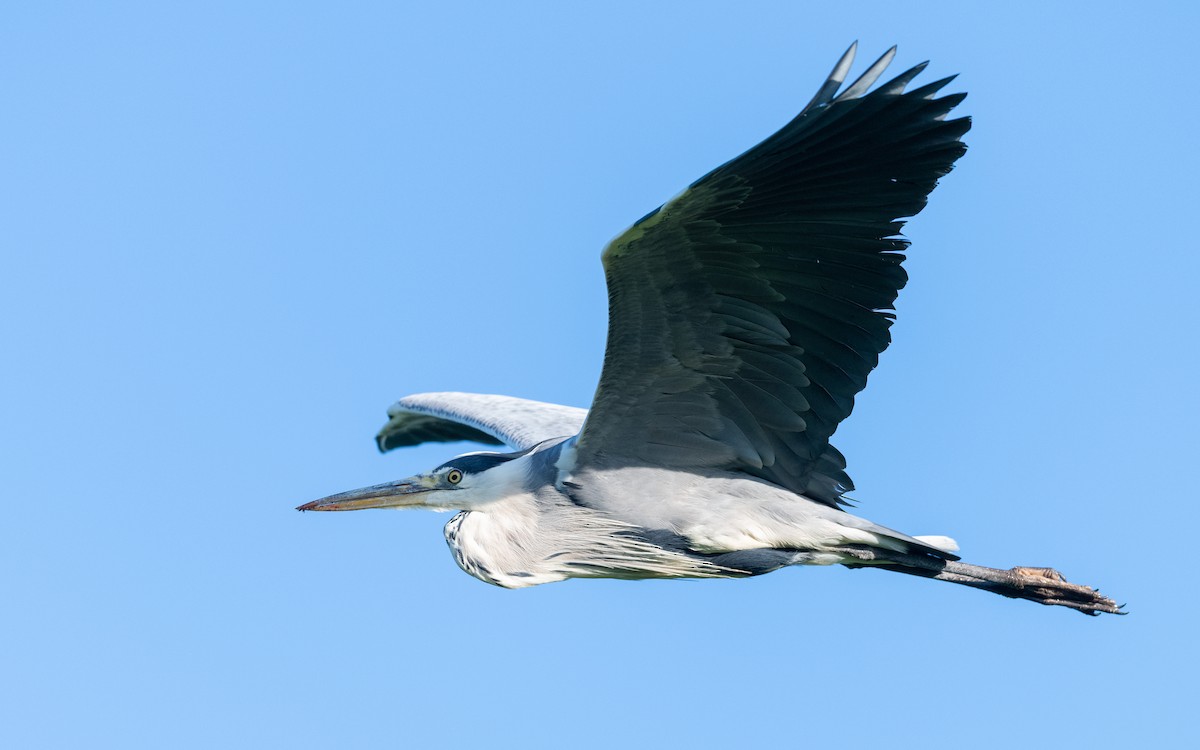 אנפה אפורה - ML624533381