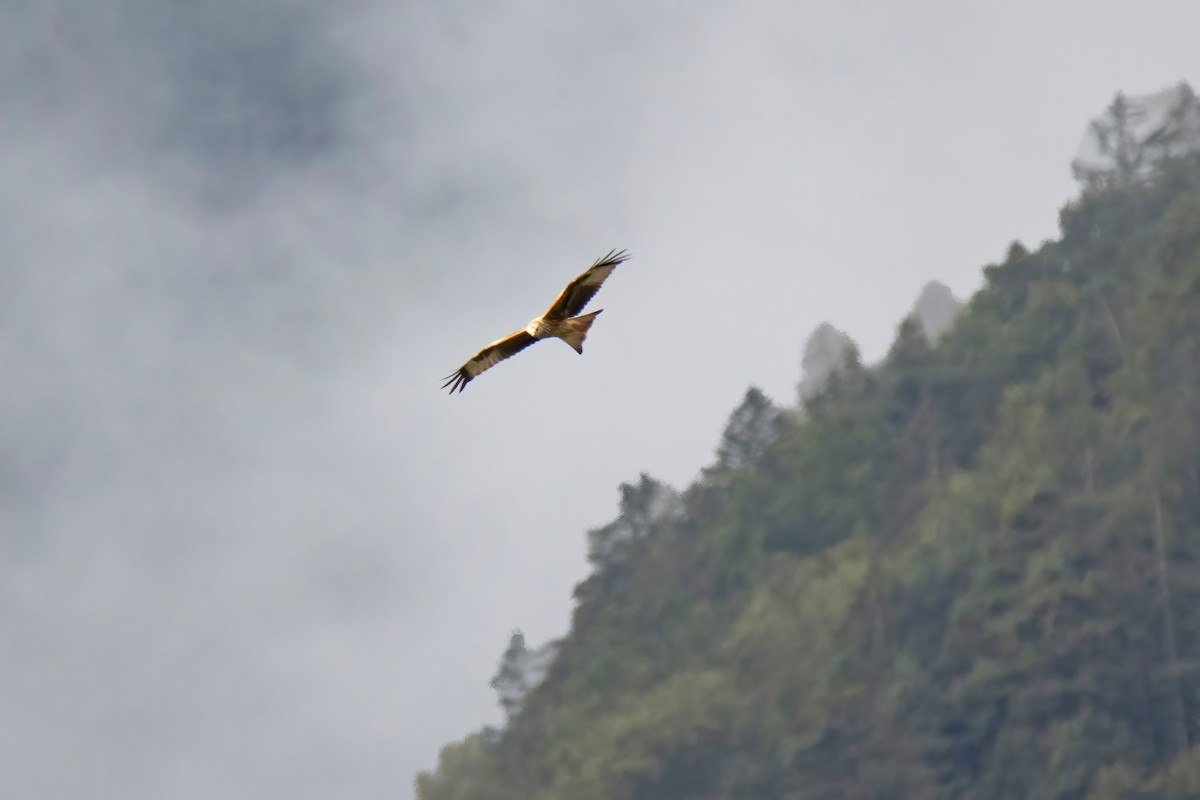 Red Kite - ML624533383